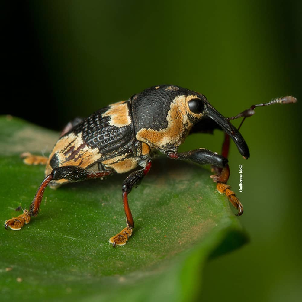 Laboratório de Coleoptera