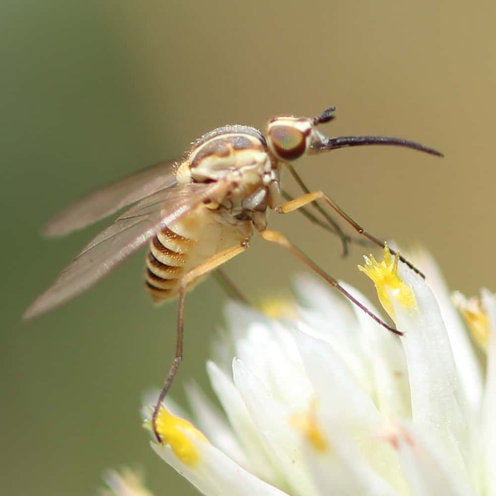 Diptera