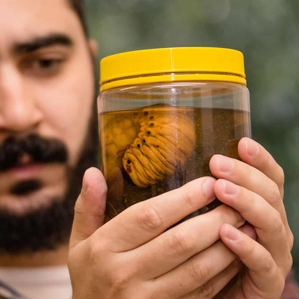 Serviço de Entomologia