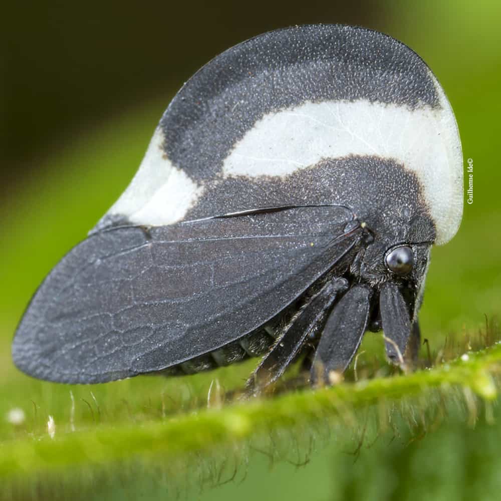 Laboratório de Hemiptera