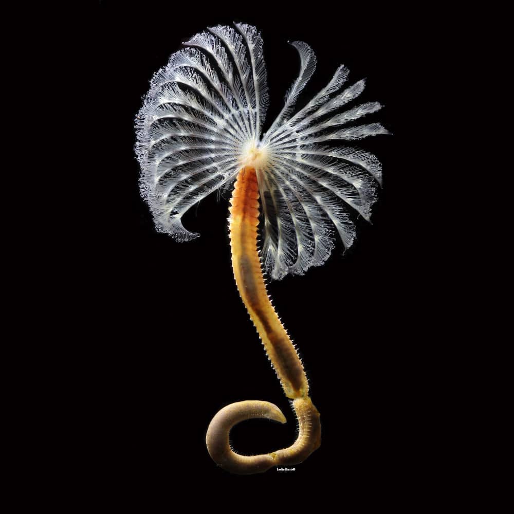 Invertebrados marinhos