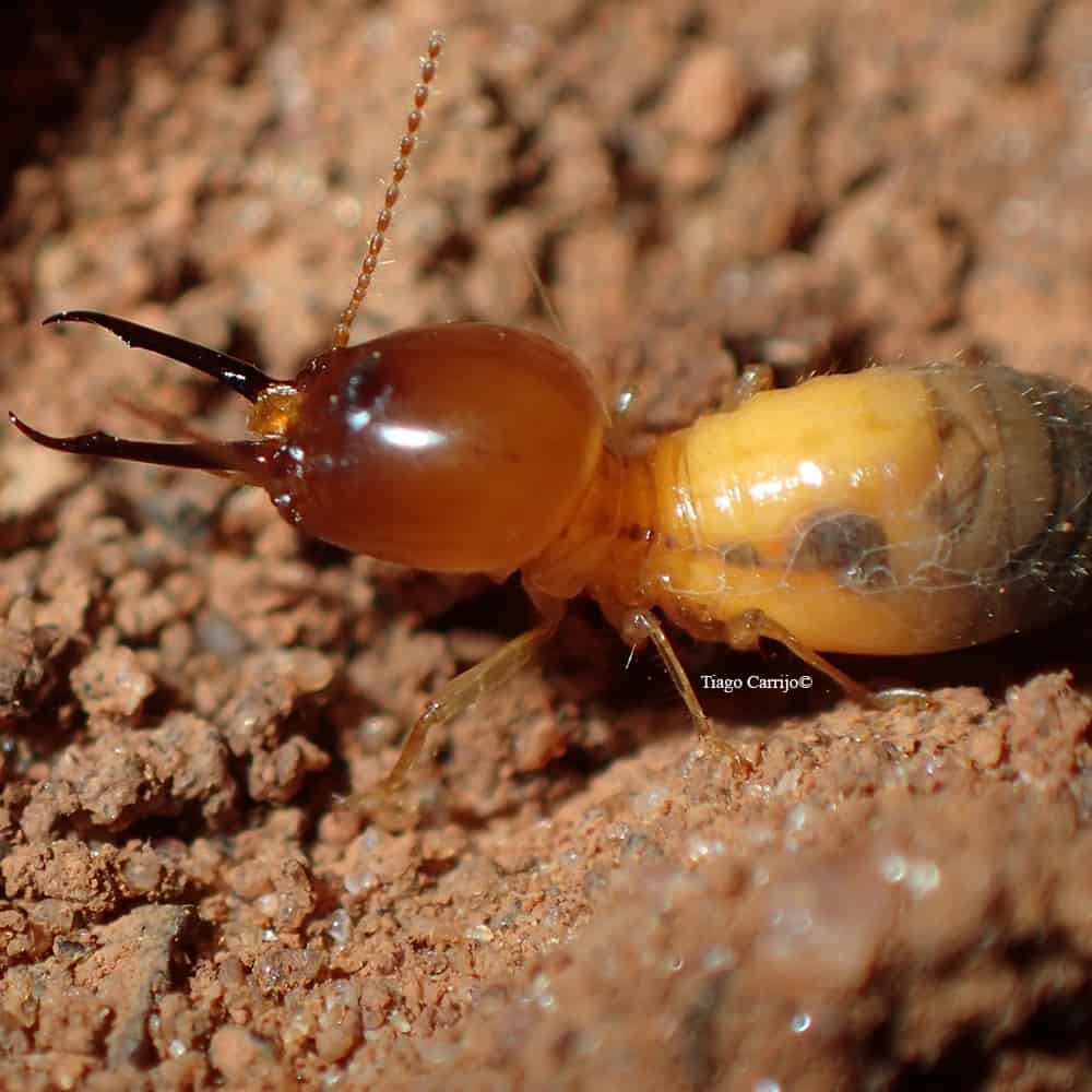 Laboratório de Isoptera