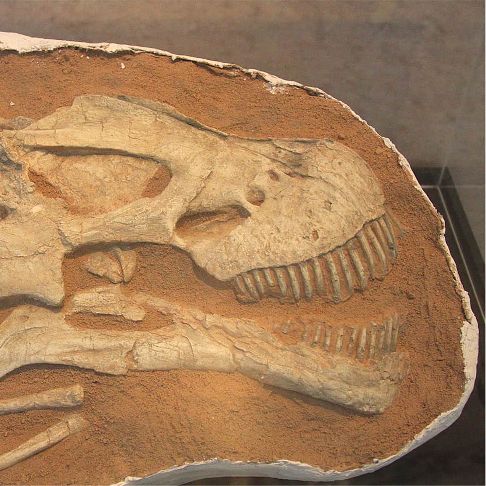 Laboratório de Paleontologia