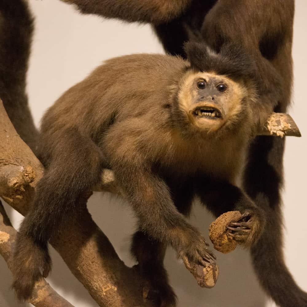 Taxidermia