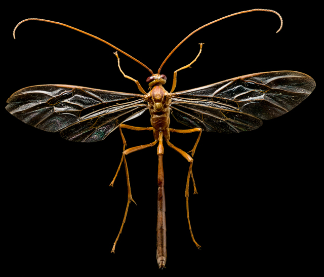 Pedro Cattony_Guilherme Correa_Paulo Cesar_ophioninae enicospilus